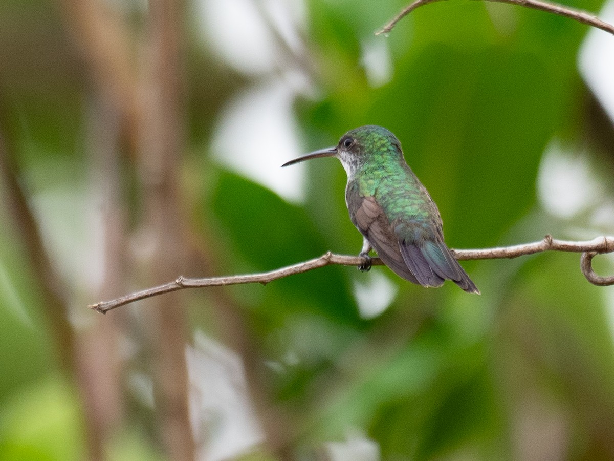 kolibřík safírovohrdlý - ML620227993