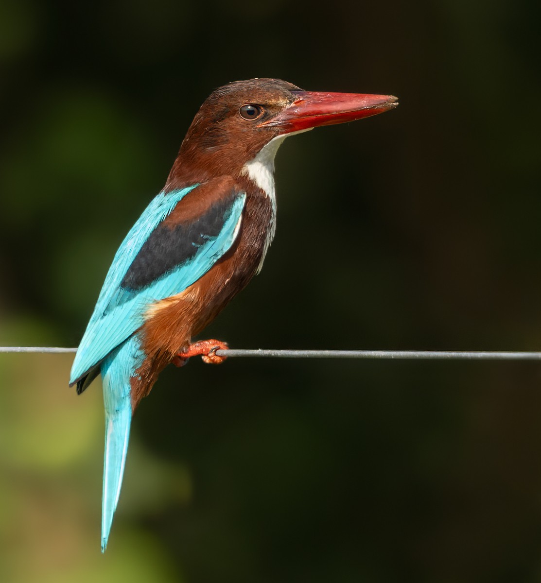 White-throated Kingfisher - ML620227998