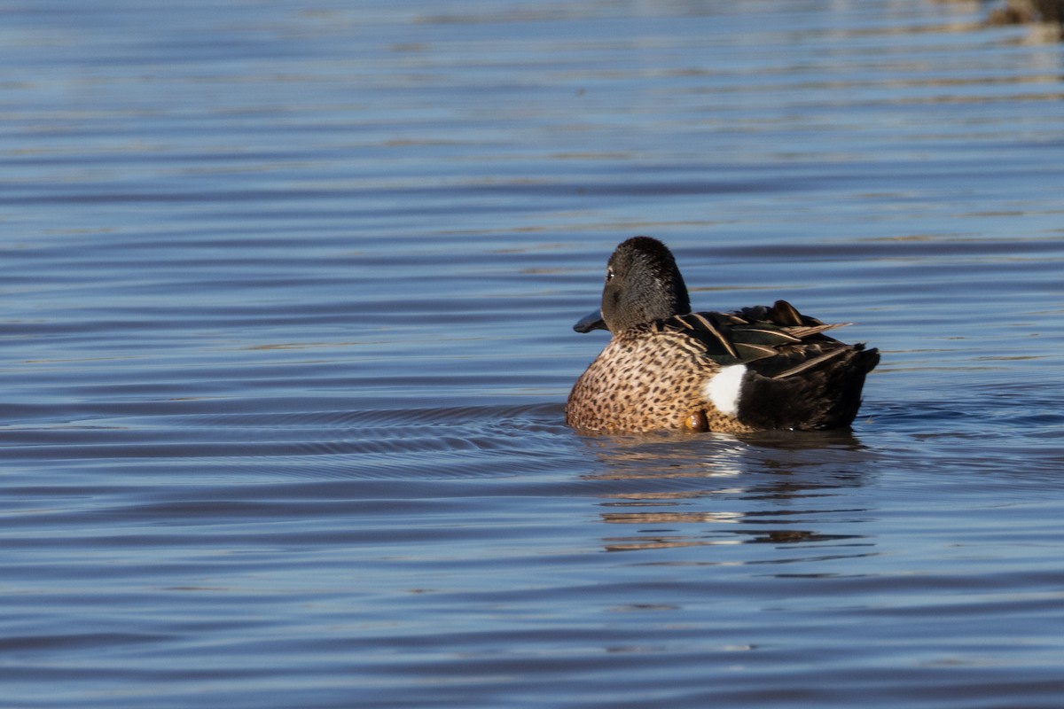 Blue-winged Teal - ML620228003