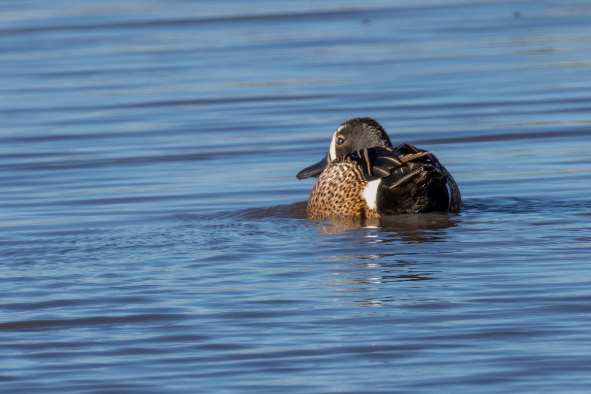 Blue-winged Teal - ML620228017