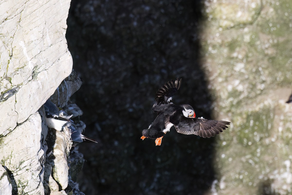 Atlantic Puffin - ML620228039