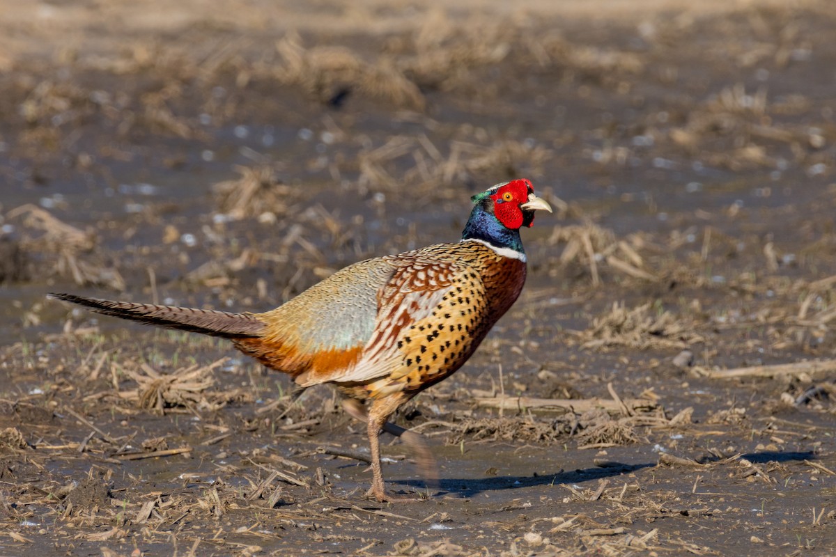 Ring-necked Pheasant - ML620228078