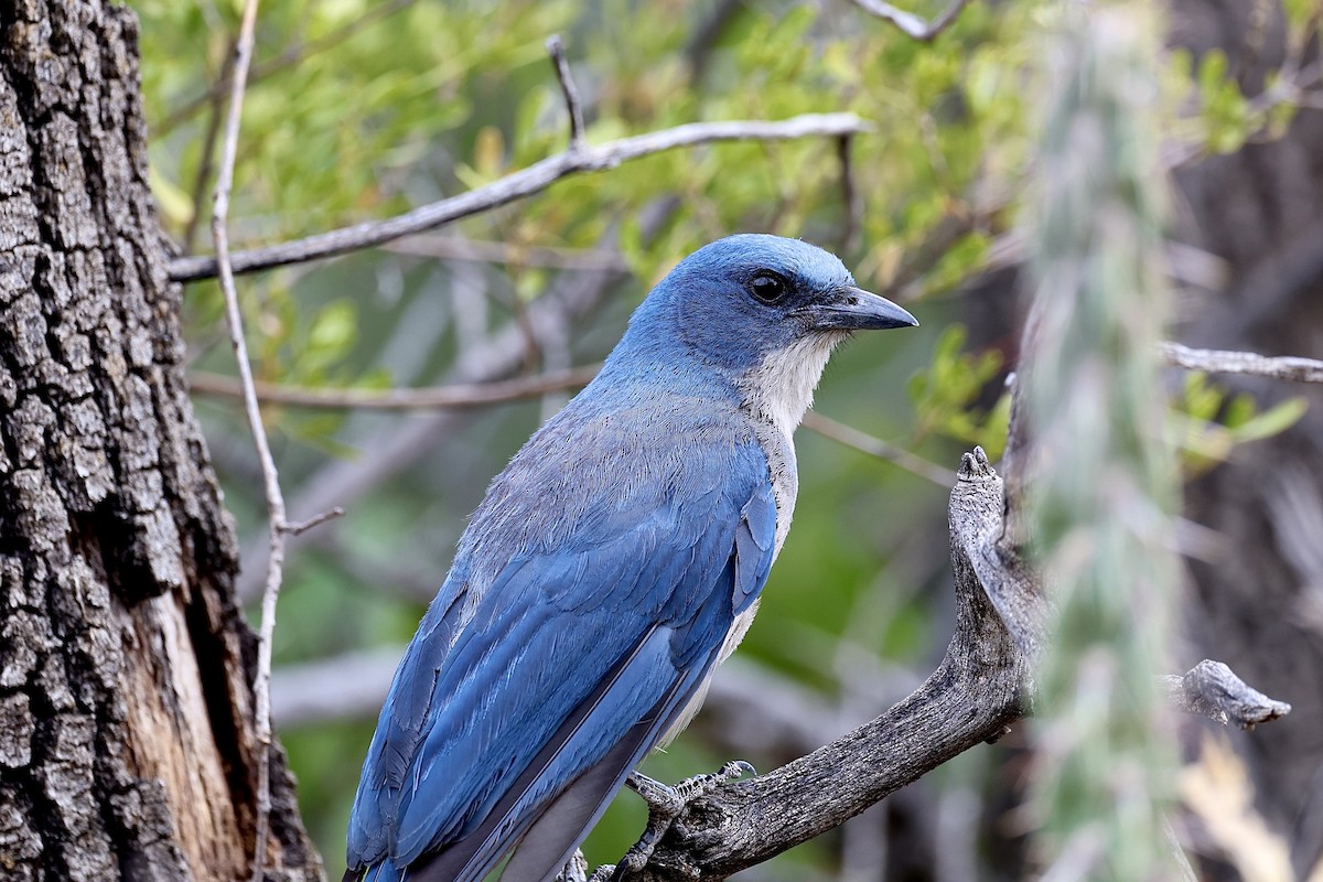 Mexican Jay - ML620228093