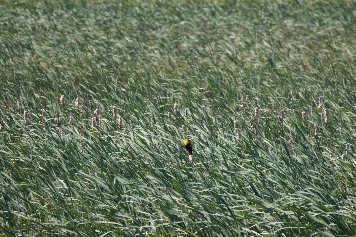 Yellow-headed Blackbird - ML620228134