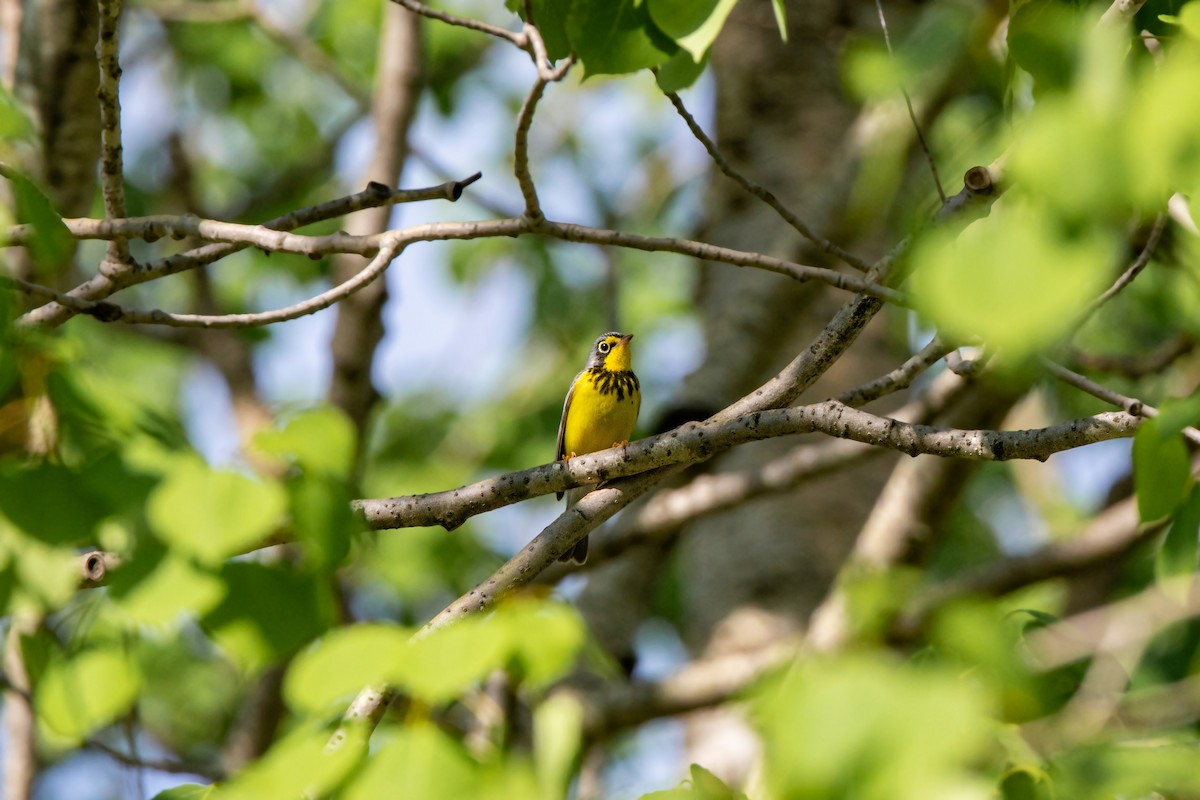 Canada Warbler - ML620228138