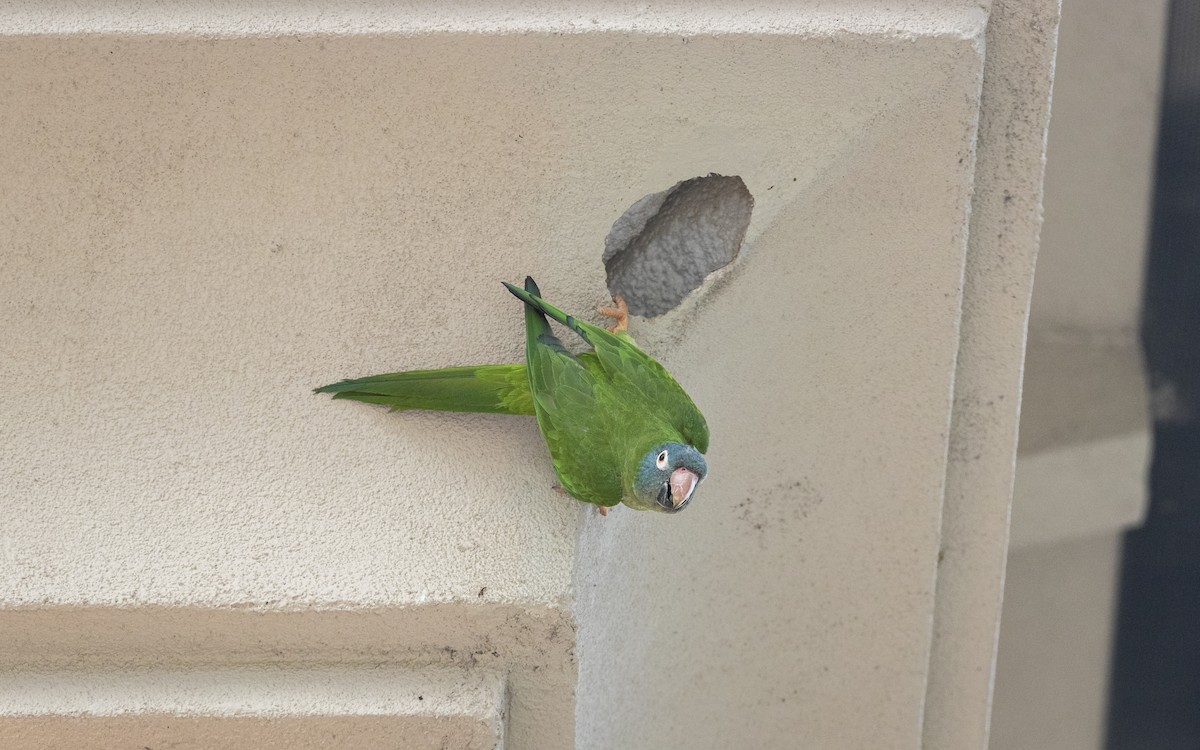 Conure à tête bleue - ML620228140