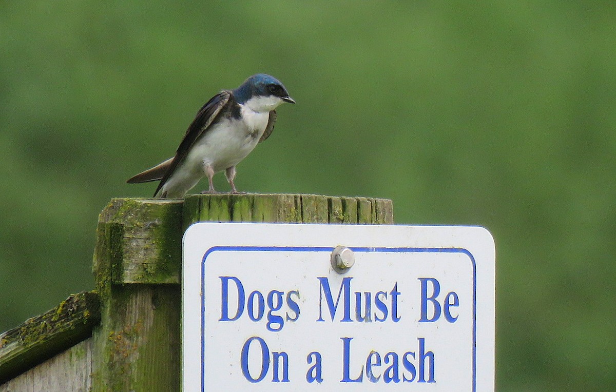 Tree Swallow - ML620228143