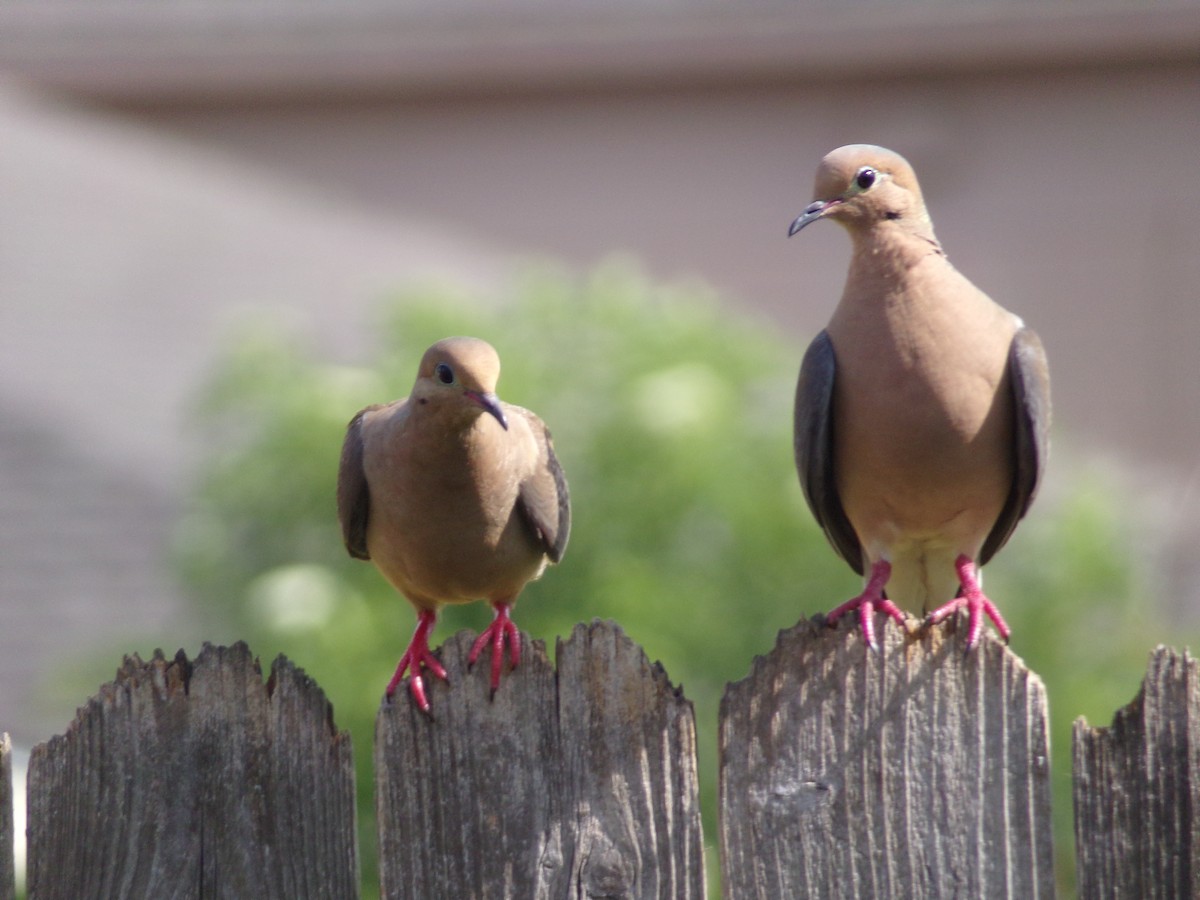 Mourning Dove - ML620228151