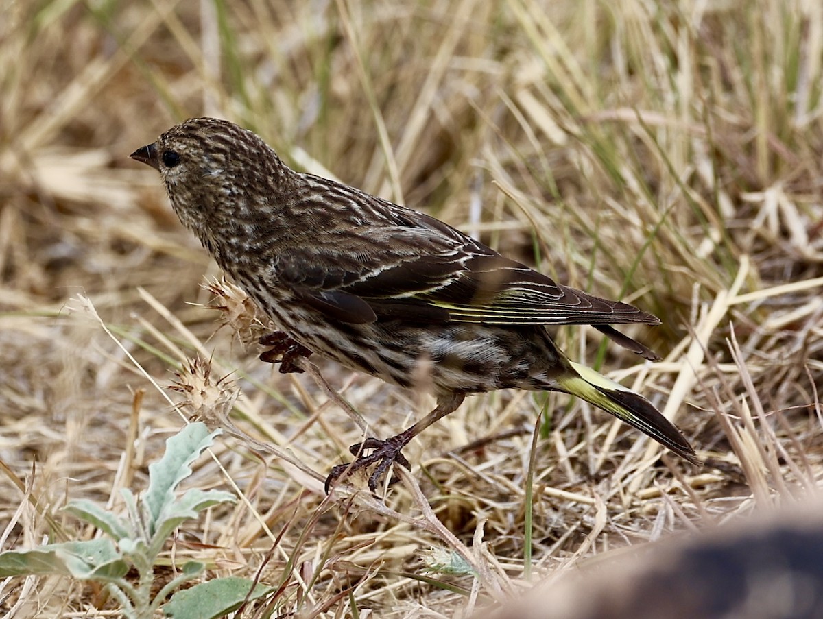 Pine Siskin - ML620228159