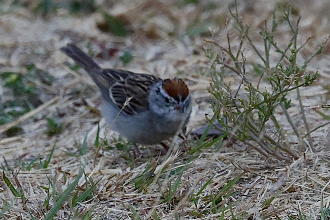 Chipping Sparrow - ML620228173