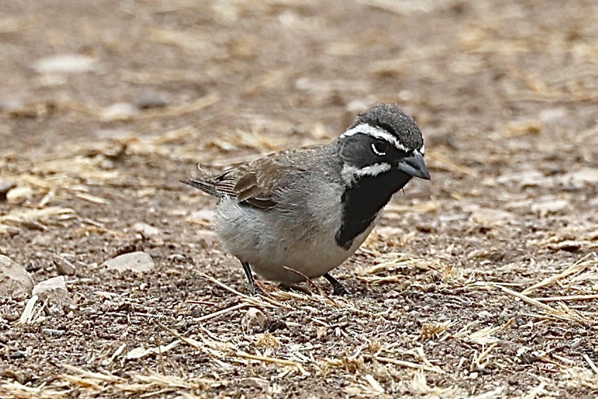 Black-throated Sparrow - ML620228181