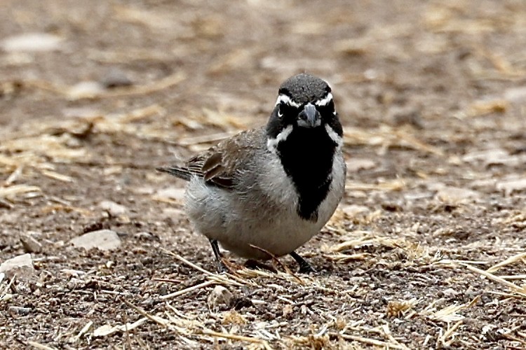 Black-throated Sparrow - ML620228182