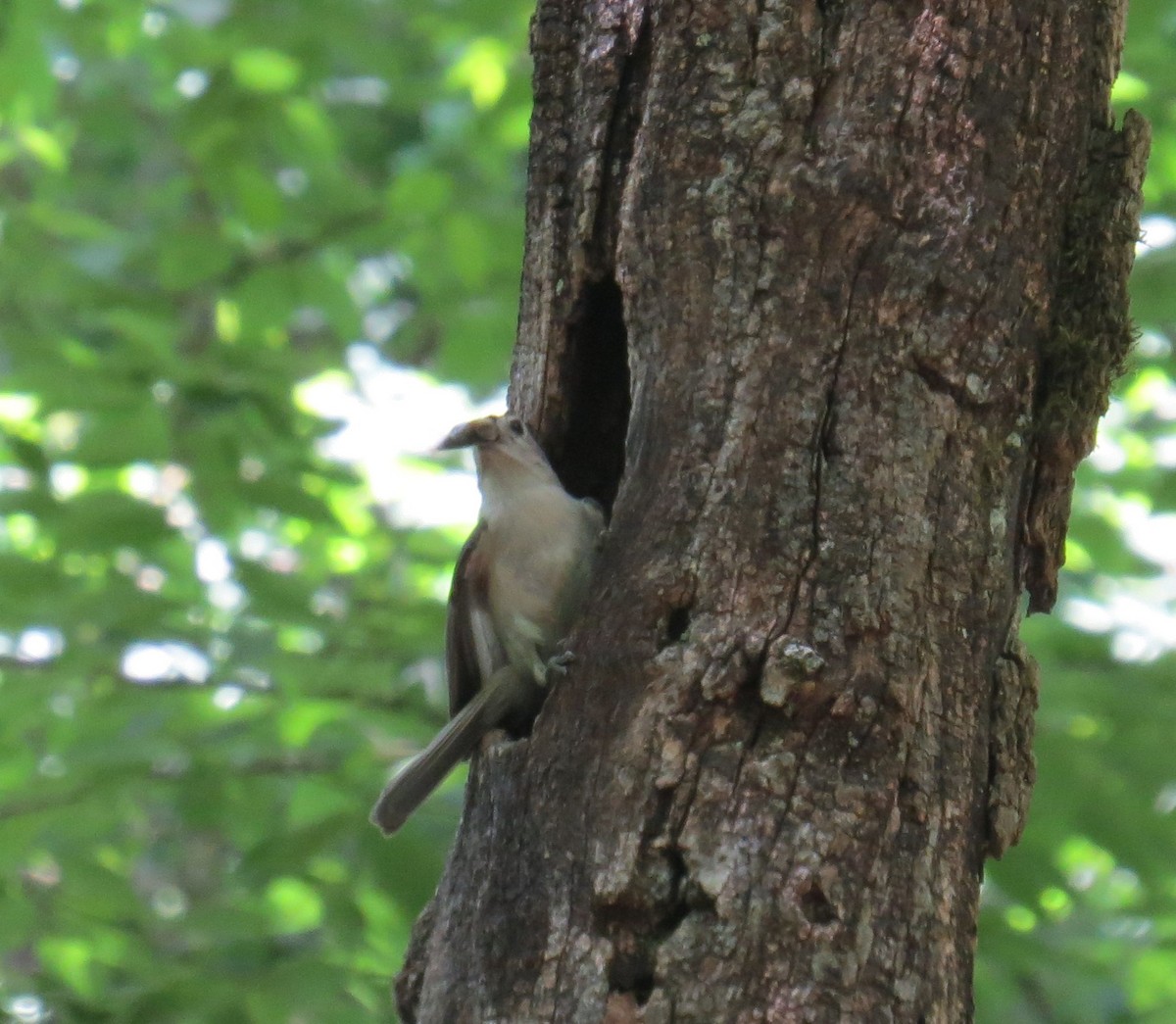 Tufted Titmouse - ML620228186