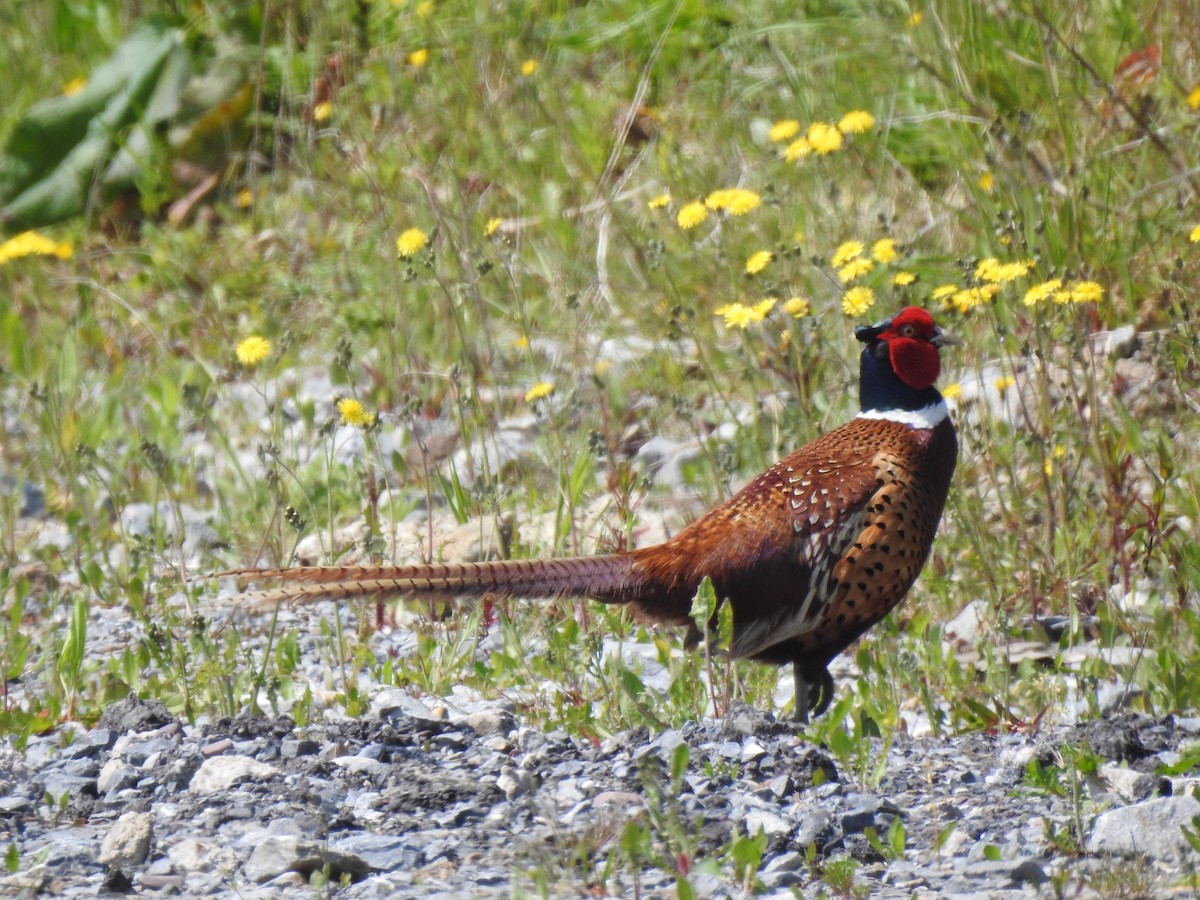 Ring-necked Pheasant - ML620228198