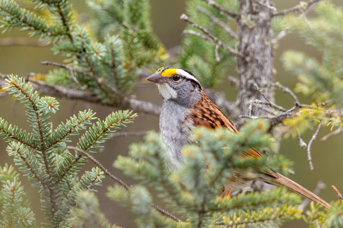 White-throated Sparrow - ML620228237