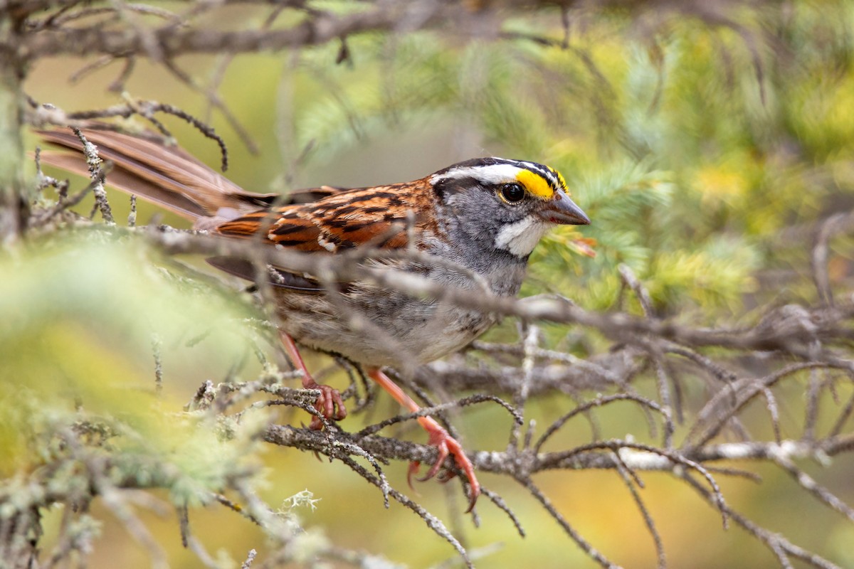 White-throated Sparrow - ML620228243