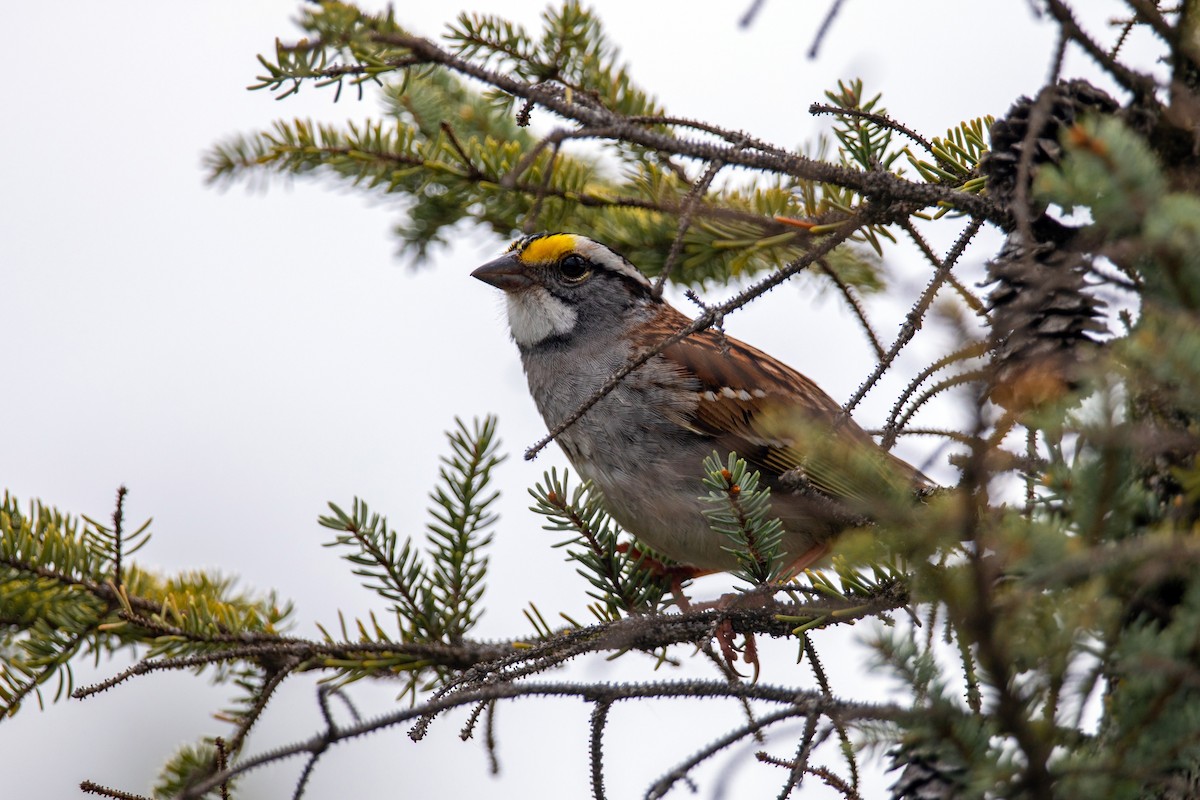 White-throated Sparrow - ML620228258