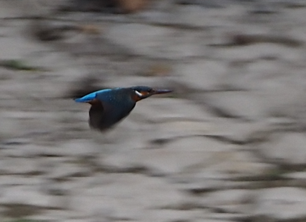 Common Kingfisher - ML620228259