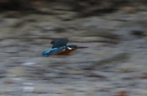 Common Kingfisher - Rajen Ayerra Vildarraz