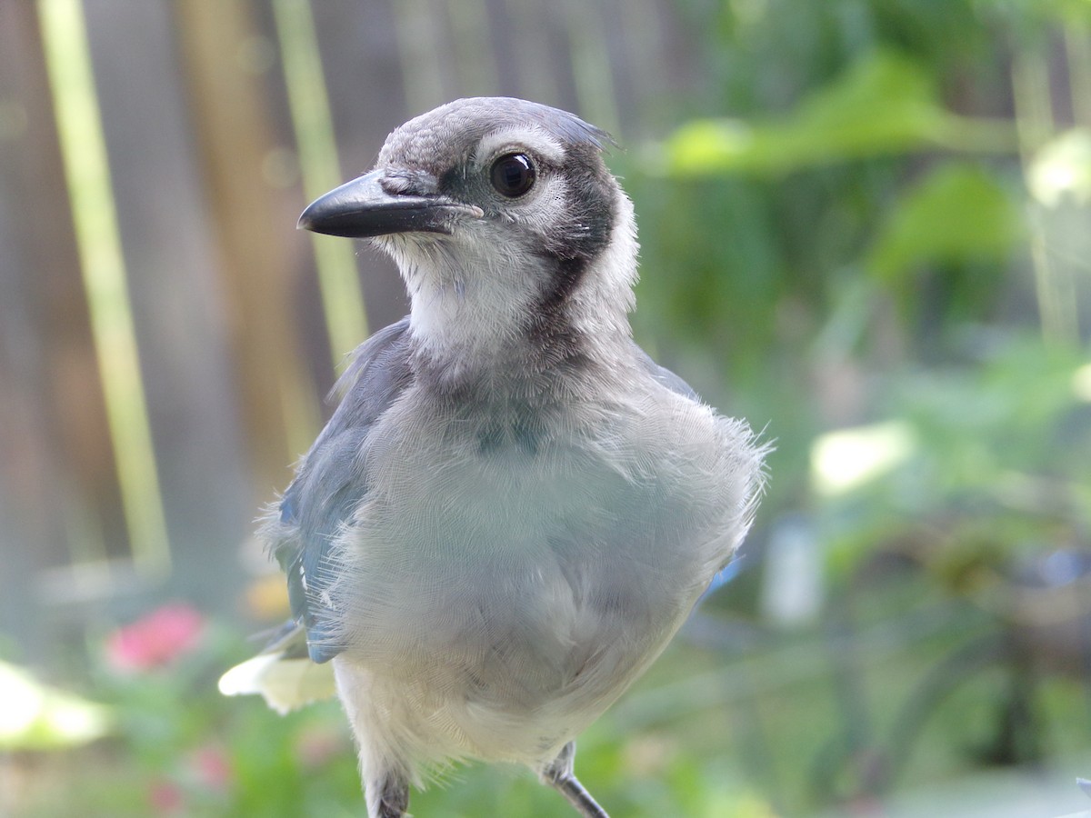 Blue Jay - ML620228267