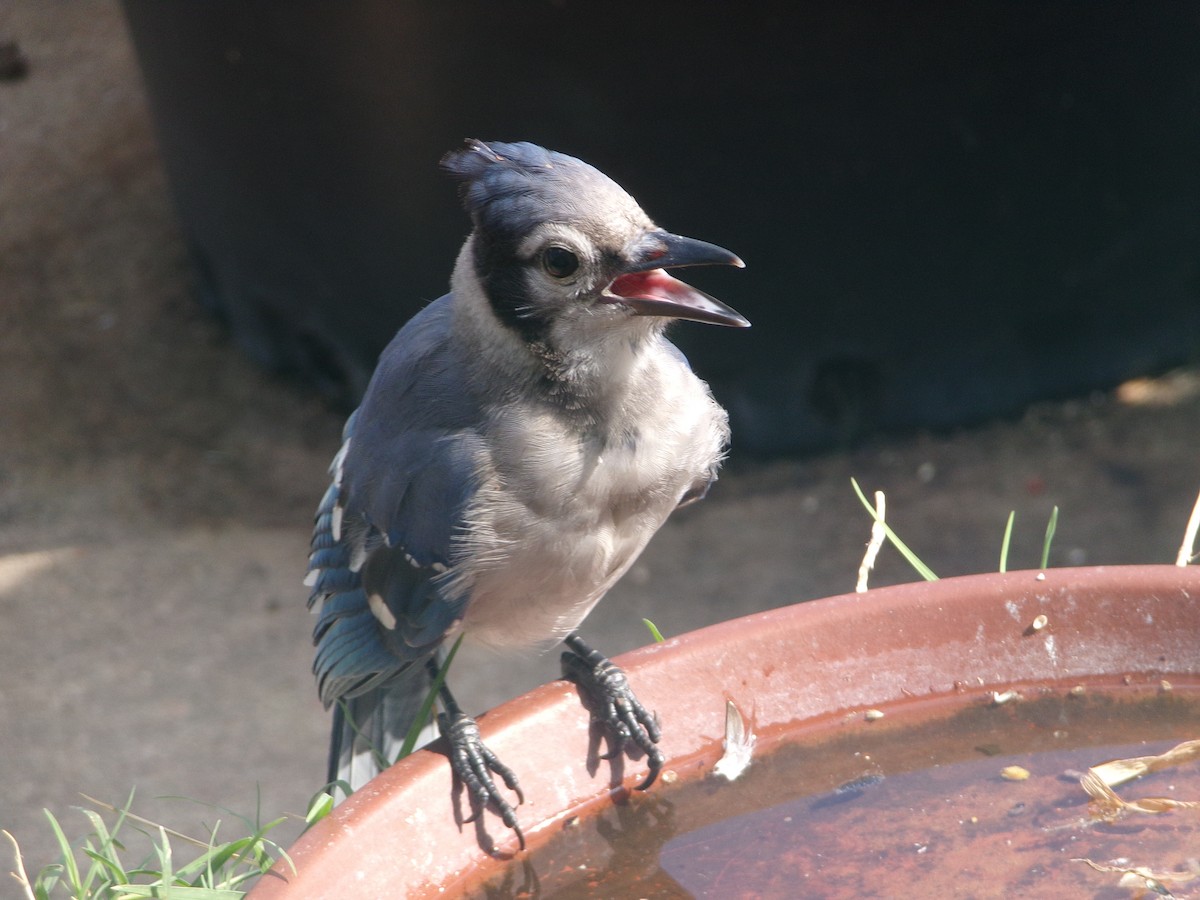 Blue Jay - ML620228272