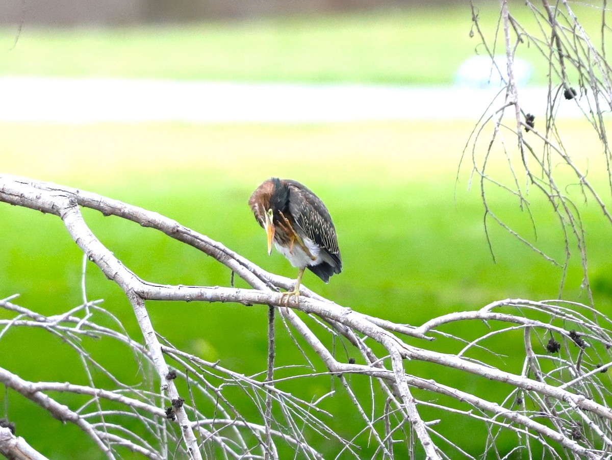 Green Heron - ML620228275