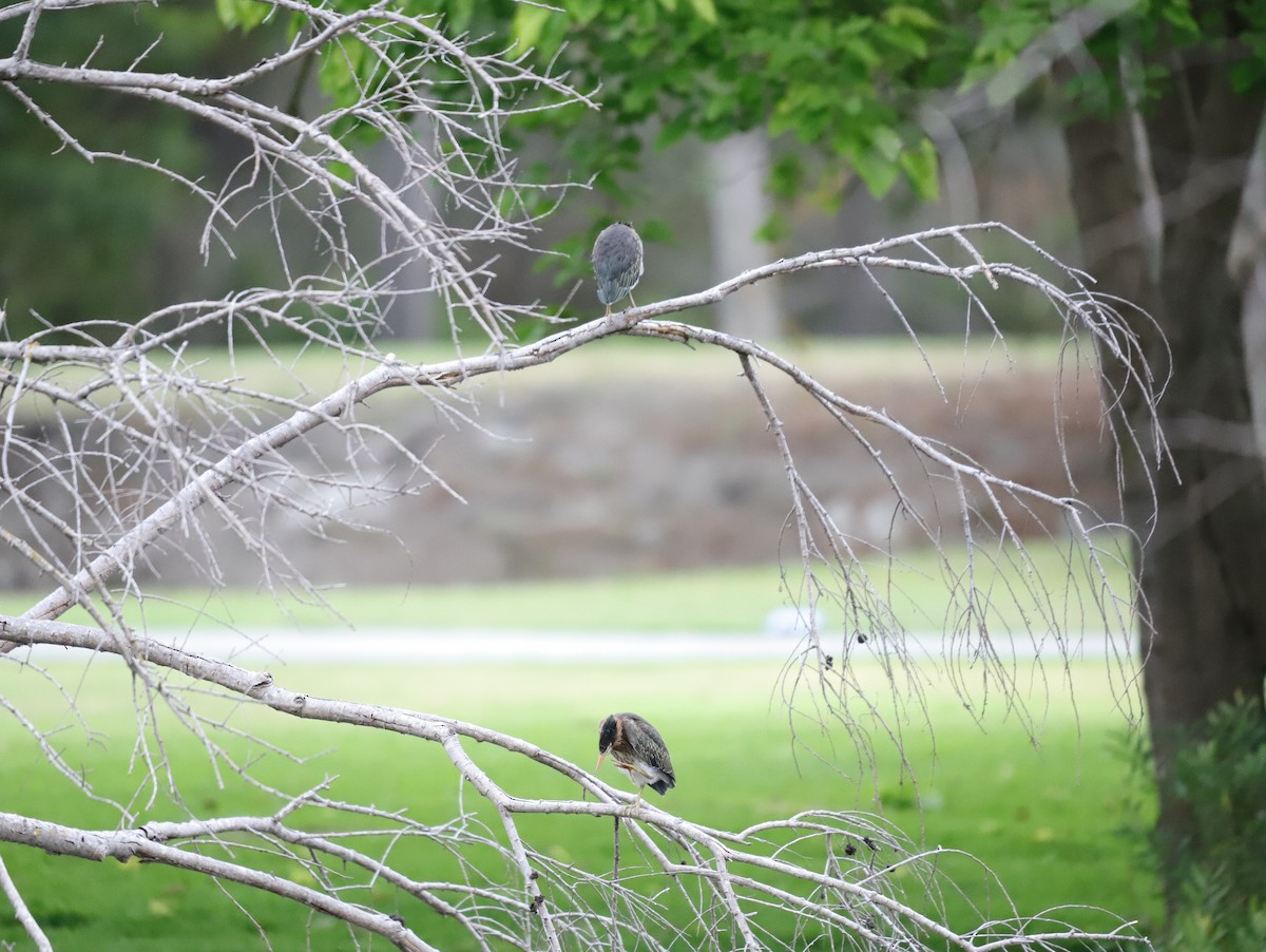 Green Heron - ML620228282