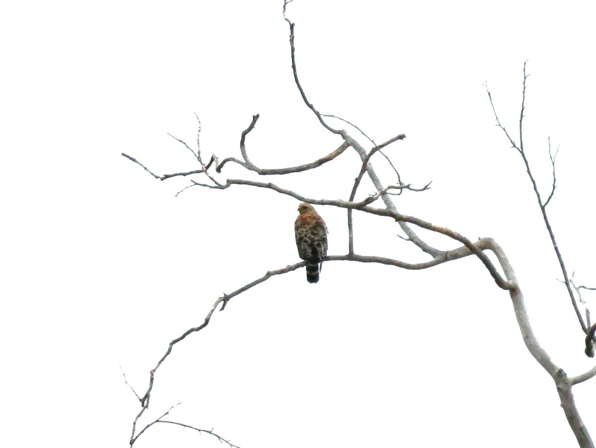 Red-shouldered Hawk - ML620228308