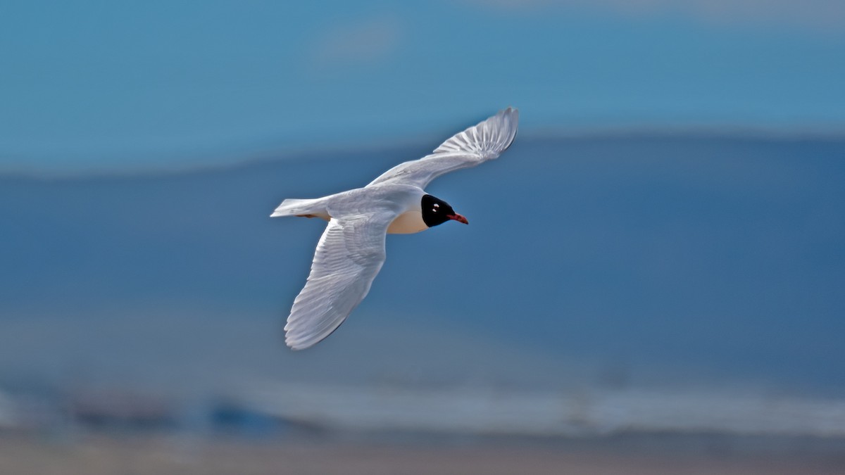 Mediterranean Gull - ML620228317