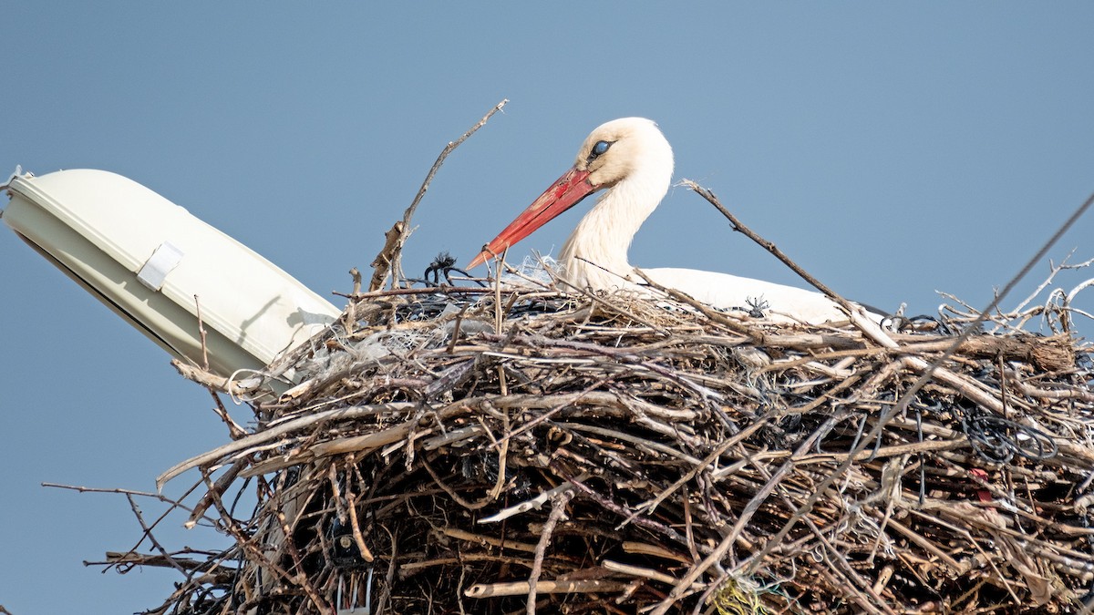 White Stork - ML620228343