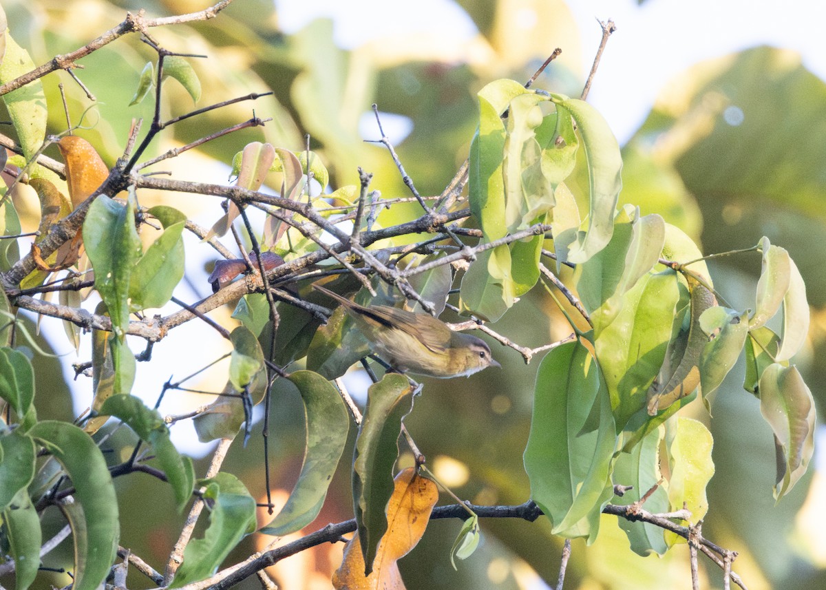 Vireo Chiví - ML620228376