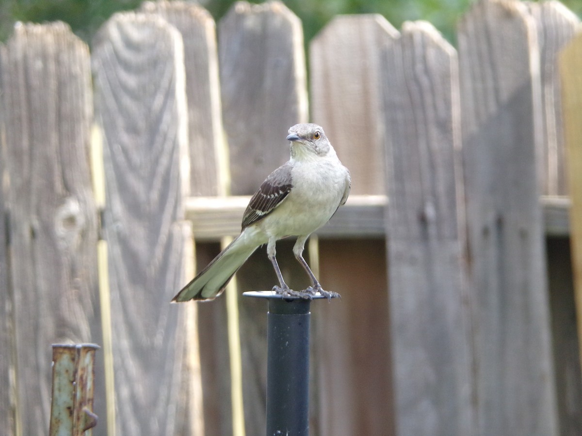 Northern Mockingbird - ML620228381