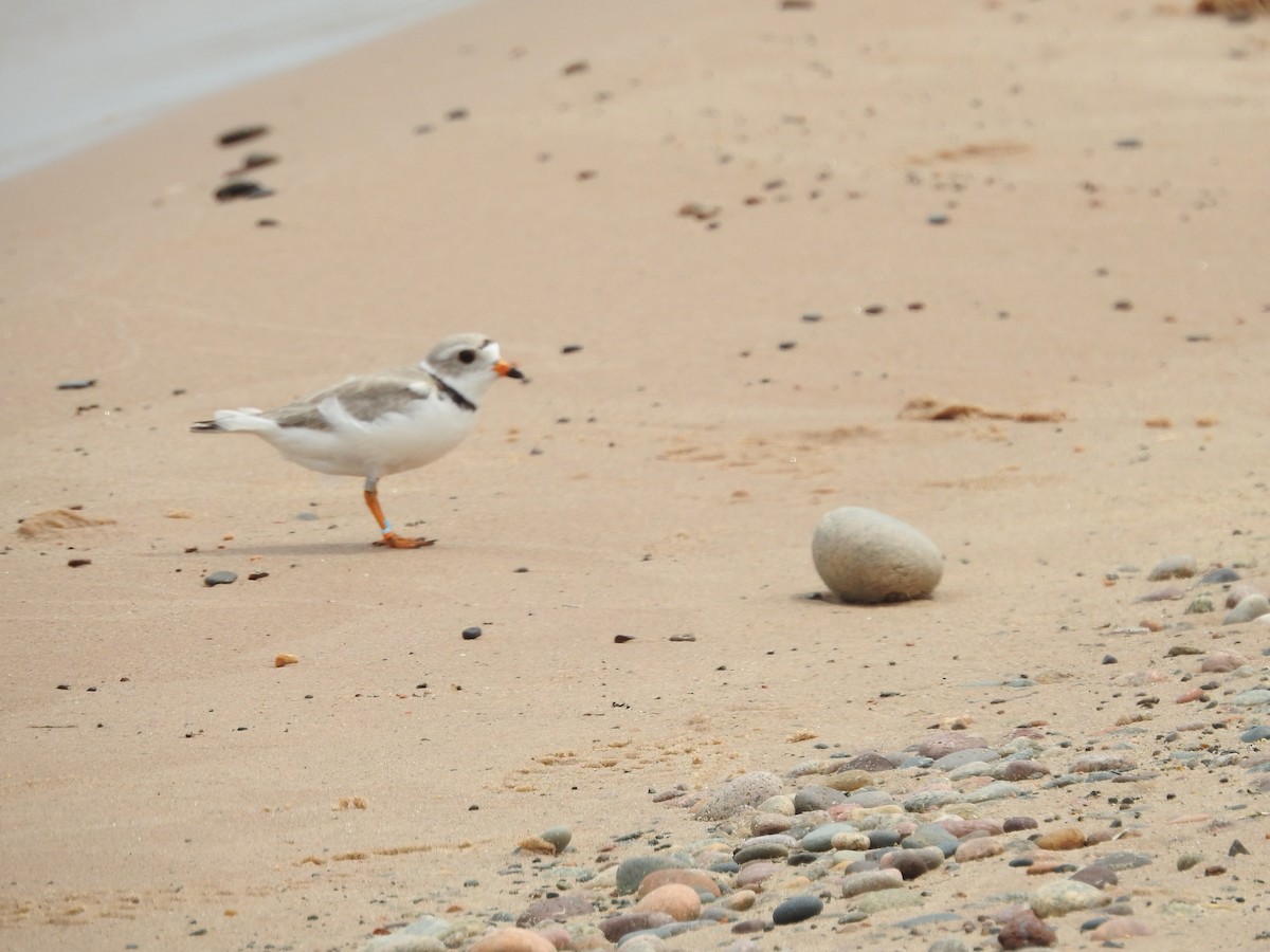 Piping Plover - ML620228386