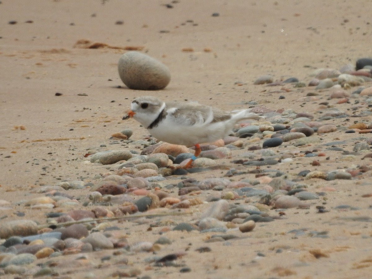 Piping Plover - ML620228387