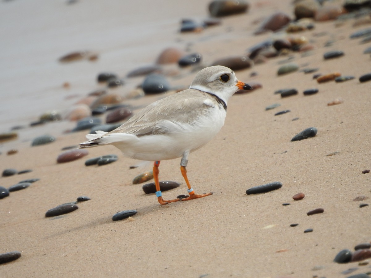 Piping Plover - ML620228388