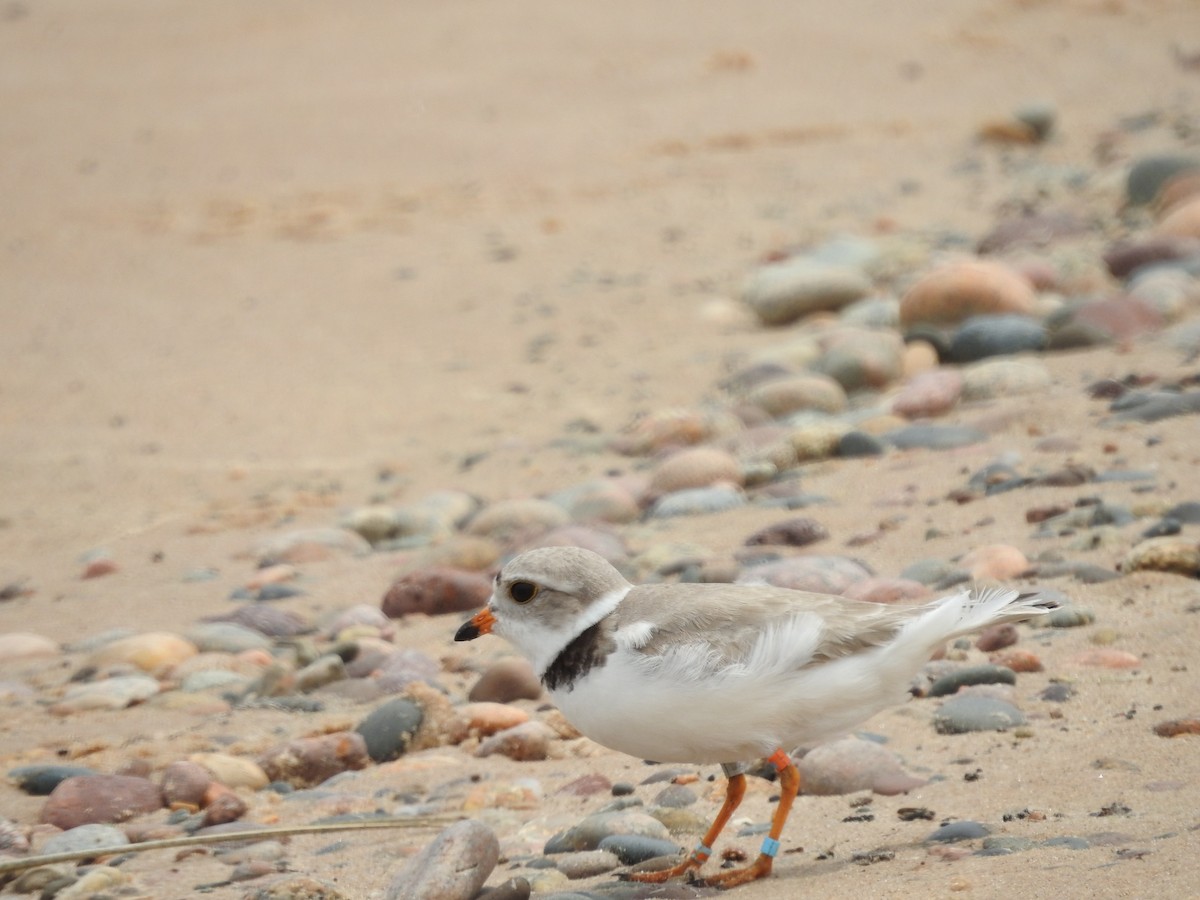Piping Plover - ML620228389