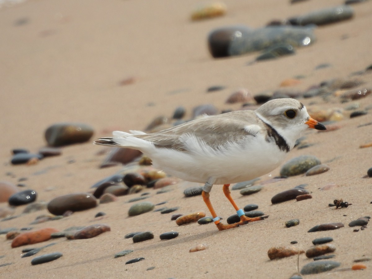 Piping Plover - ML620228391