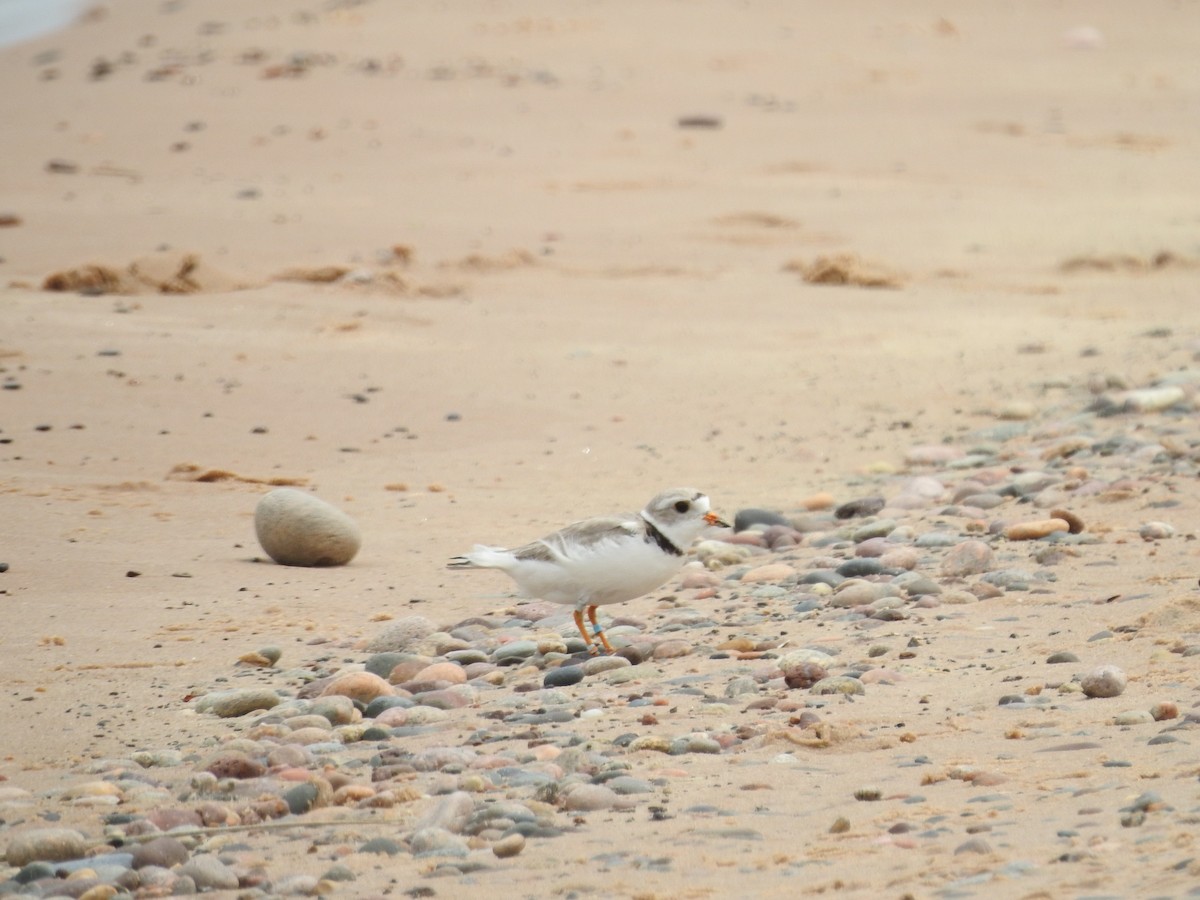 Piping Plover - ML620228392
