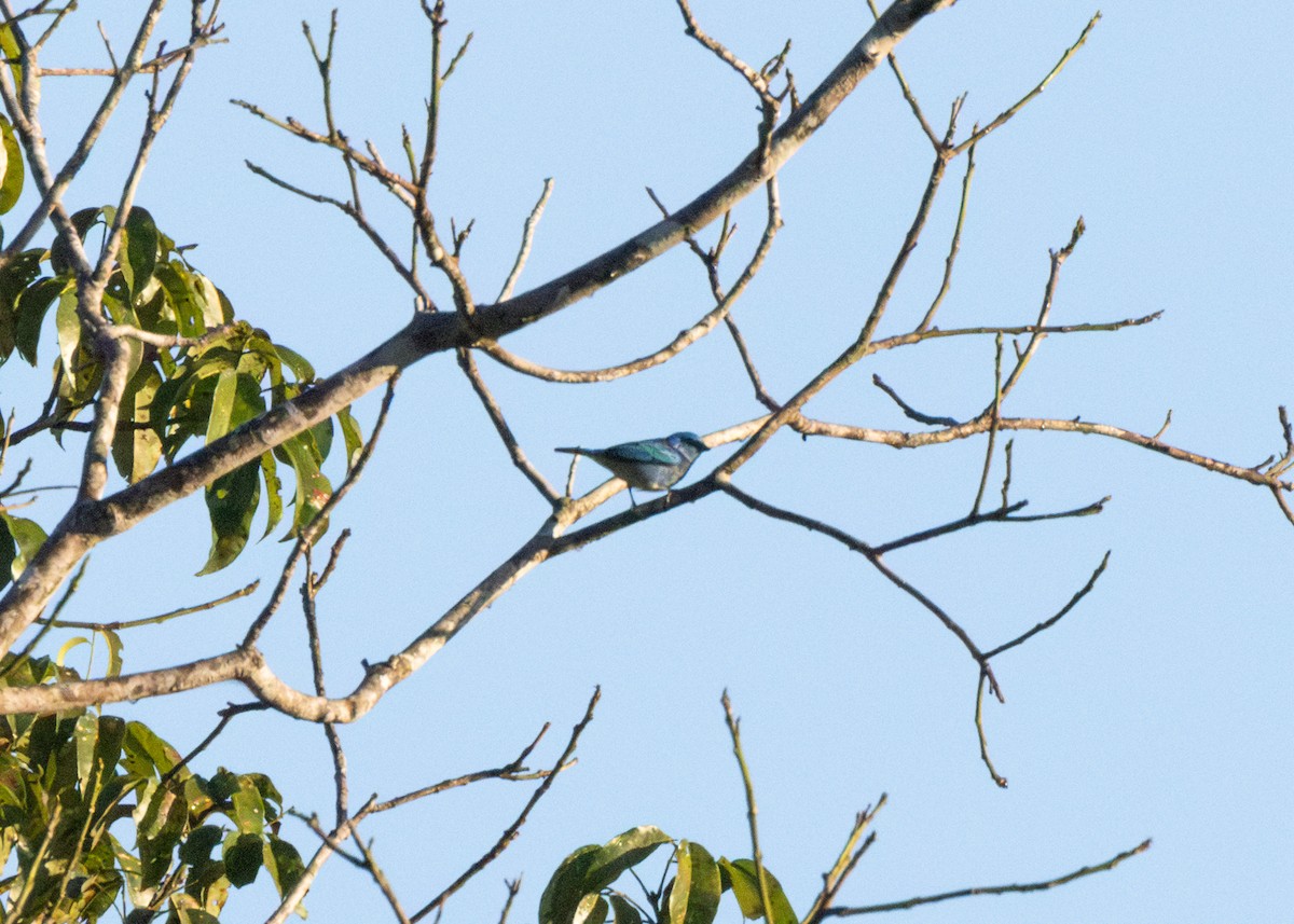 Masked Tanager - ML620228393