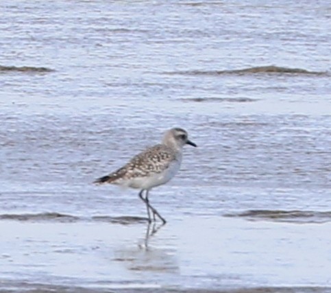Black-bellied Plover - Mike Fung