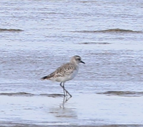 Black-bellied Plover - ML620228394