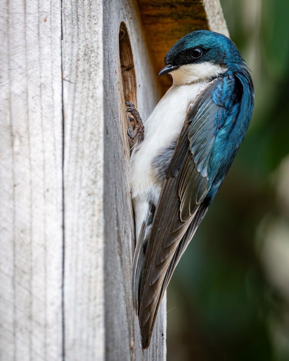 Tree Swallow - ML620228398