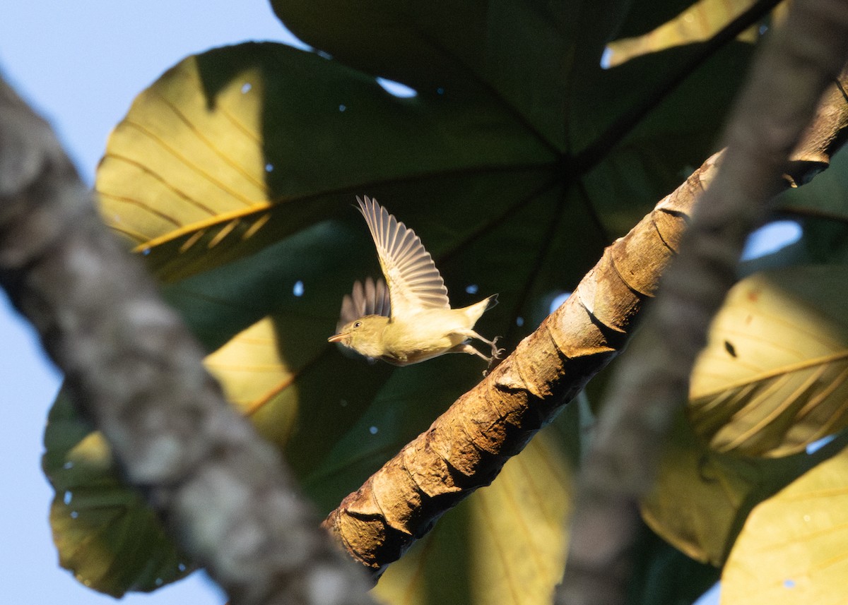 Dwarf Tyrant-Manakin - ML620228400