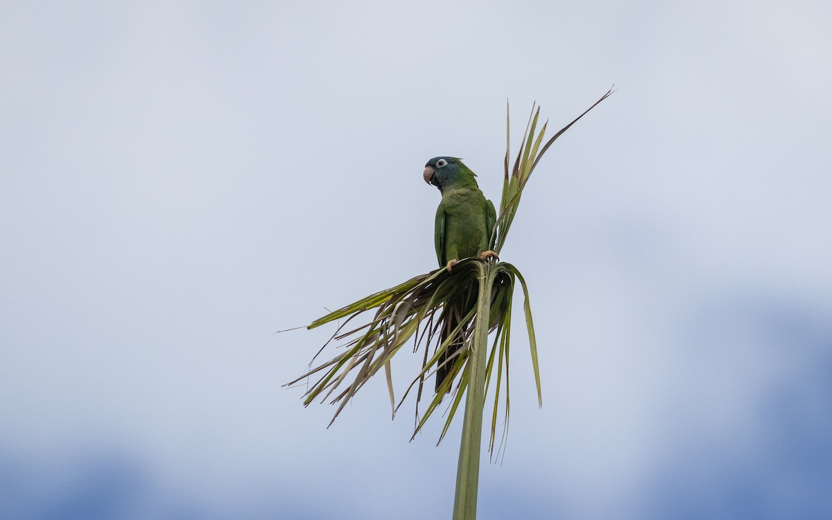 Blue-crowned Parakeet - ML620228405