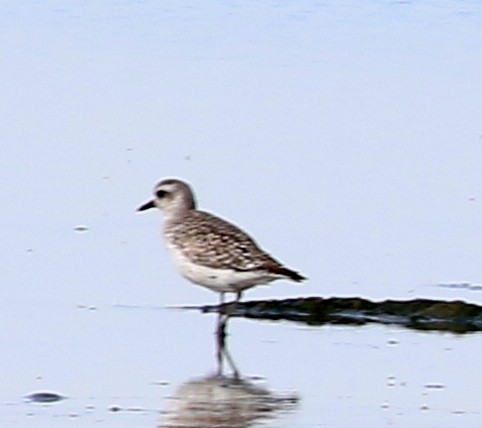 Black-bellied Plover - Mike Fung