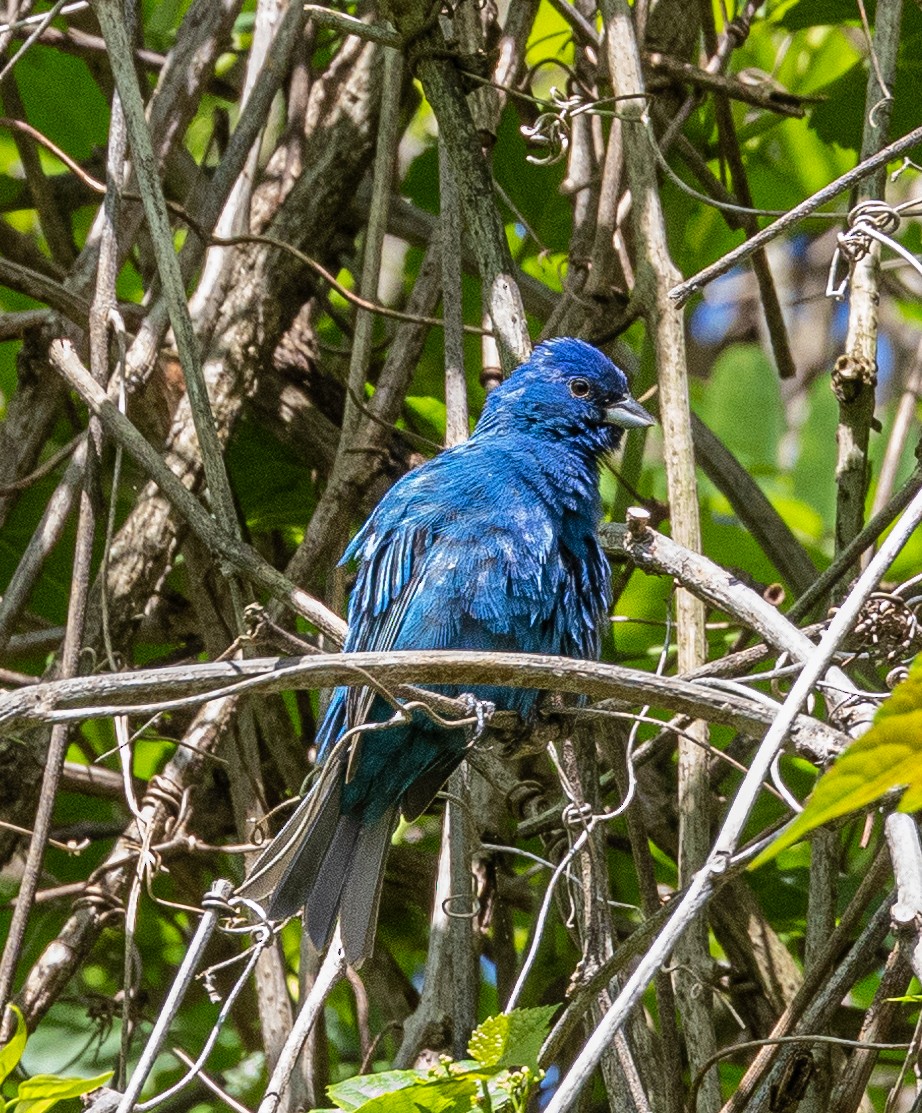 Indigo Bunting - ML620228443