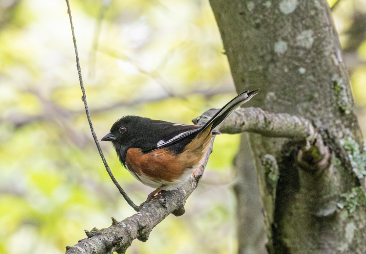 Eastern Towhee - ML620228479