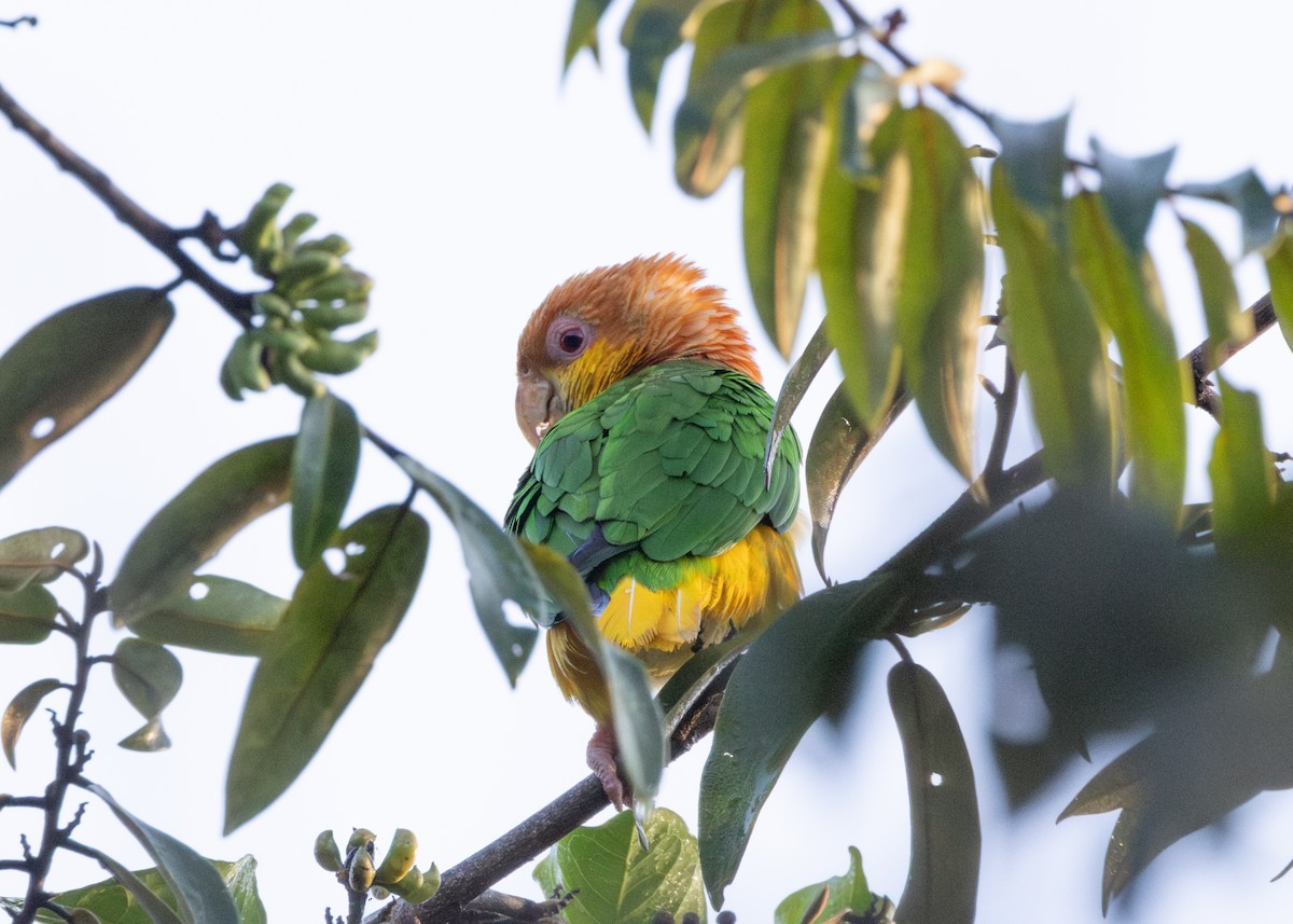 White-bellied Parrot - ML620228481