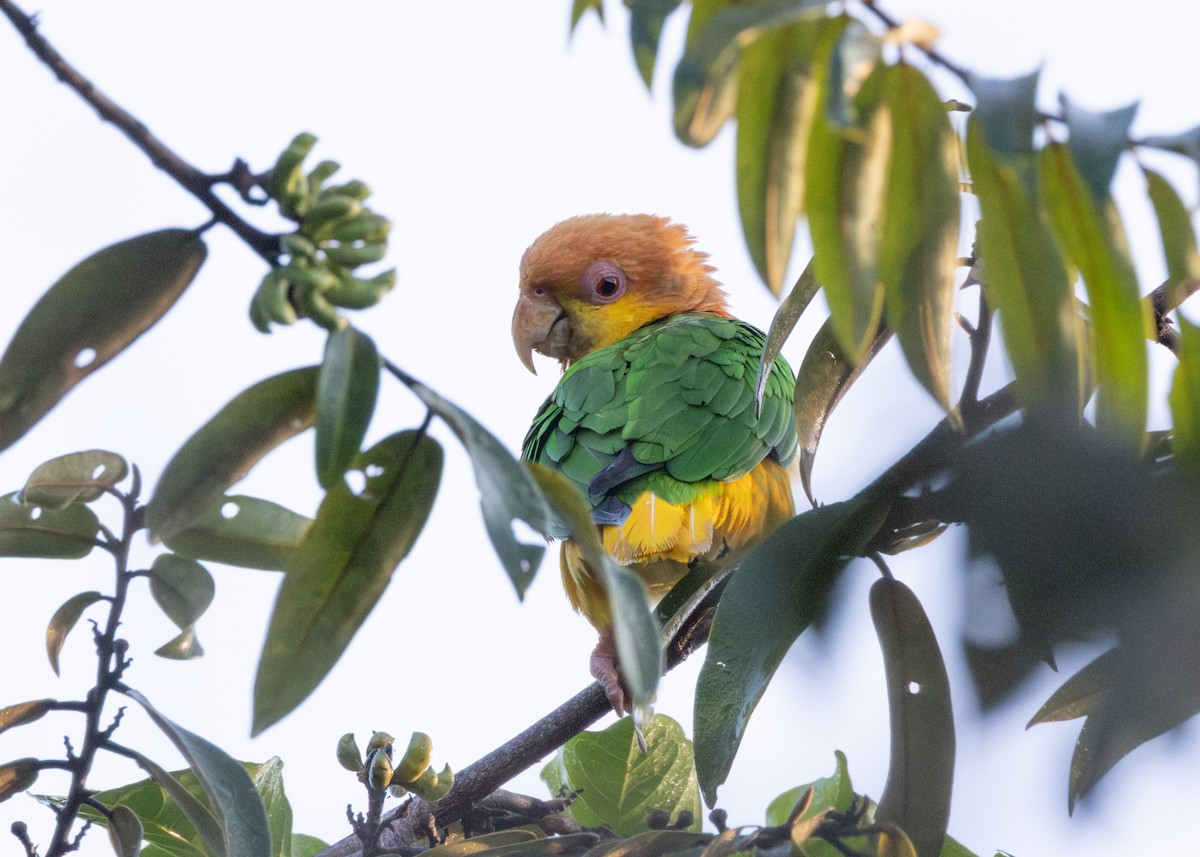 White-bellied Parrot - ML620228485