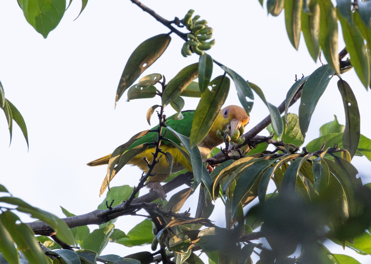 White-bellied Parrot - ML620228488